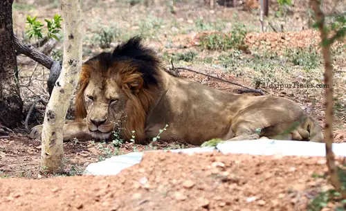 The Sajjangarh Biological Park
