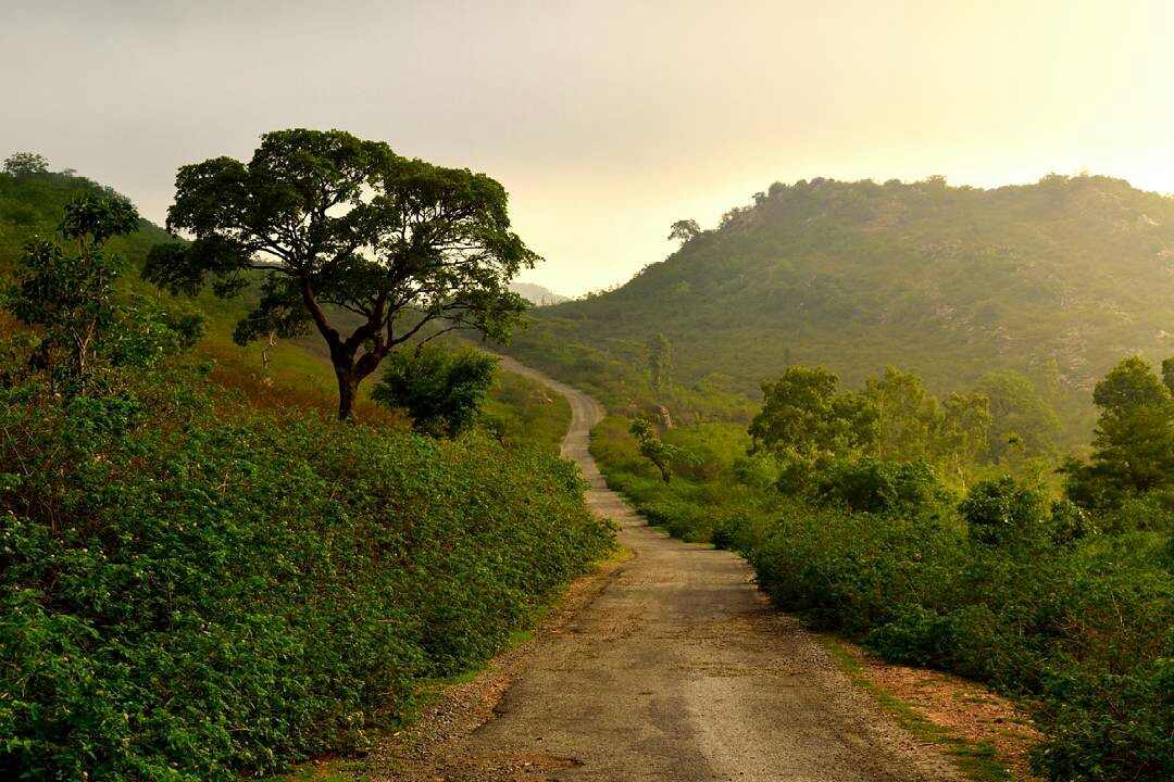 Pipliya Ji Udaipur