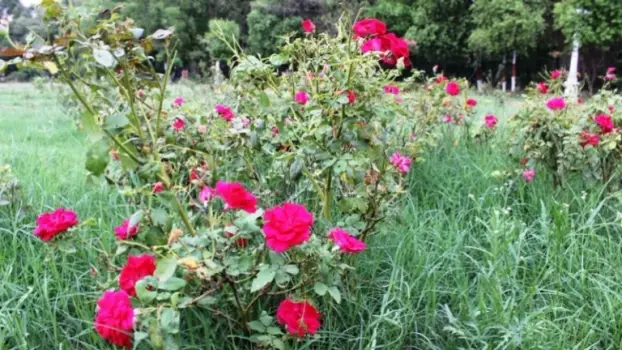 Rose Garden Udaipur