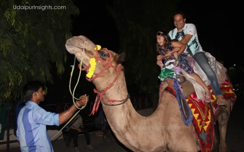 Sukhadia Circle Udaipur Camel Ride